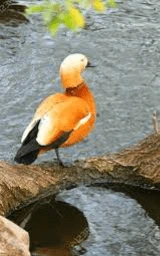Утка плащ Майнкрафт — скачать бесплатно