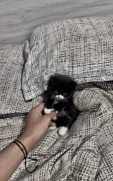 Кошка плащ Майнкрафт — скачать бесплатно