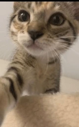 Кошка плащ Майнкрафт — скачать бесплатно