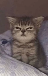 Животное плащ Майнкрафт — скачать бесплатно