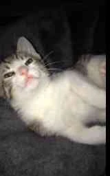 Кошка плащ Майнкрафт — скачать бесплатно