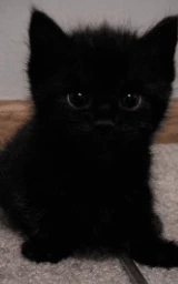 Кошка плащ Майнкрафт — скачать бесплатно