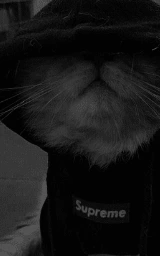 Кошка плащ Майнкрафт — скачать бесплатно