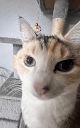 Кошка плащ Майнкрафт — скачать бесплатно