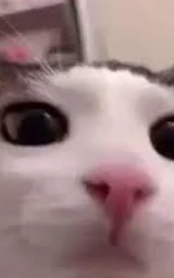 Кошка плащ Майнкрафт — скачать бесплатно