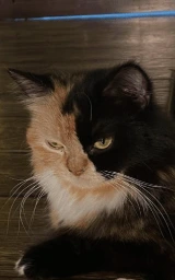 Кошка плащ Майнкрафт — скачать бесплатно