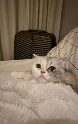 Кошка плащ Майнкрафт — скачать бесплатно