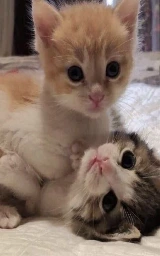 Кошка плащ Майнкрафт — скачать бесплатно
