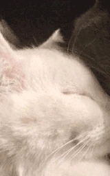 Кошка плащ Майнкрафт — скачать бесплатно