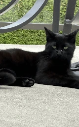 Кошка плащ Майнкрафт — скачать бесплатно