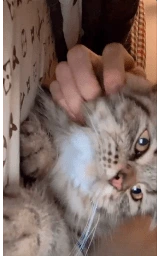 Кошка плащ Майнкрафт — скачать бесплатно