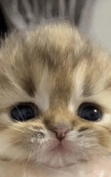 Кошка плащ Майнкрафт — скачать бесплатно