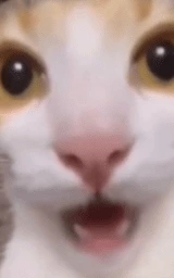 Кошка плащ Майнкрафт — скачать бесплатно
