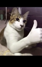 Животное плащ Майнкрафт — скачать бесплатно