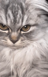 Кошка плащ Майнкрафт — скачать бесплатно
