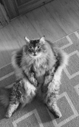 Кошка плащ Майнкрафт — скачать бесплатно