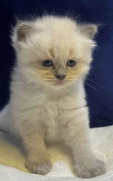 Кошка плащ Майнкрафт — скачать бесплатно