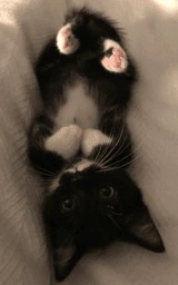 Кошка плащ Майнкрафт — скачать бесплатно