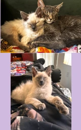 Кошка плащ Майнкрафт — скачать бесплатно