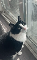 Кошка плащ Майнкрафт — скачать бесплатно