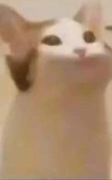 Кошка плащ Майнкрафт — скачать бесплатно