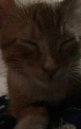 Кошка плащ Майнкрафт — скачать бесплатно