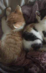 Кошка плащ Майнкрафт — скачать бесплатно