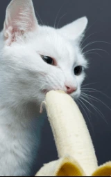 Кошка плащ Майнкрафт — скачать бесплатно