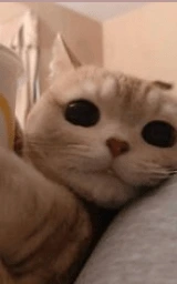 Кошка плащ Майнкрафт — скачать бесплатно