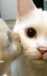 Кошка плащ Майнкрафт — скачать бесплатно