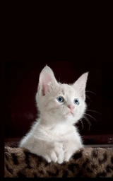 Кошка плащ Майнкрафт — скачать бесплатно