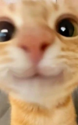 Кошка плащ Майнкрафт — скачать бесплатно