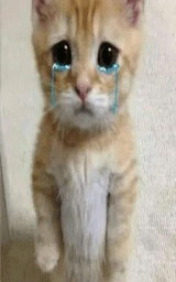 Кошка плащ Майнкрафт — скачать бесплатно