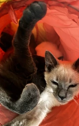 Кошка плащ Майнкрафт — скачать бесплатно