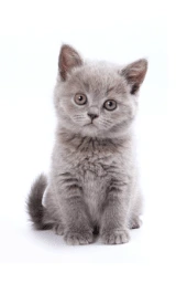 Кошка плащ Майнкрафт — скачать бесплатно
