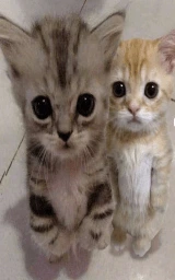 Кошка плащ Майнкрафт — скачать бесплатно