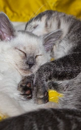 Кошка плащ Майнкрафт — скачать бесплатно