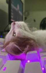 Кошка плащ Майнкрафт — скачать бесплатно