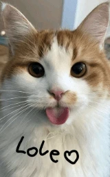 Кошка плащ Майнкрафт — скачать бесплатно