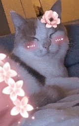Кошка плащ Майнкрафт — скачать бесплатно