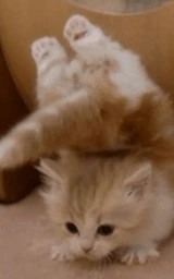 Кошка плащ Майнкрафт — скачать бесплатно