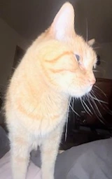 Кошка плащ Майнкрафт — скачать бесплатно