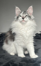 Кошка плащ Майнкрафт — скачать бесплатно