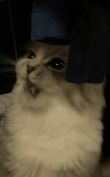 Животное плащ Майнкрафт — скачать бесплатно