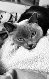 Кошка плащ Майнкрафт — скачать бесплатно