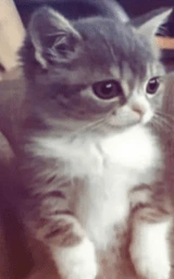 Кошка плащ Майнкрафт — скачать бесплатно