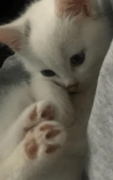 Животное плащ Майнкрафт — скачать бесплатно