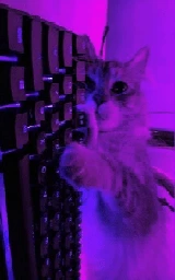Кошка плащ Майнкрафт — скачать бесплатно