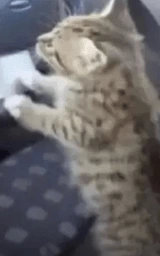 Кошка плащ Майнкрафт — скачать бесплатно