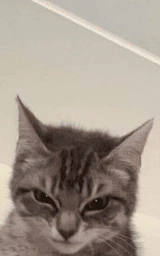 Животное плащ Майнкрафт — скачать бесплатно